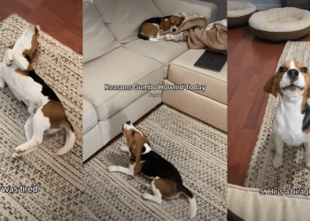 Owner Reveals Adorable & Funny Reasons Behind Dog’s Howling