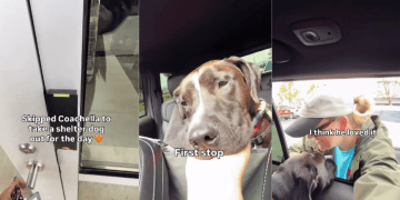 Shelter Dog Is Scared of the Car, but Slowly Starts Enjoying the Ride
