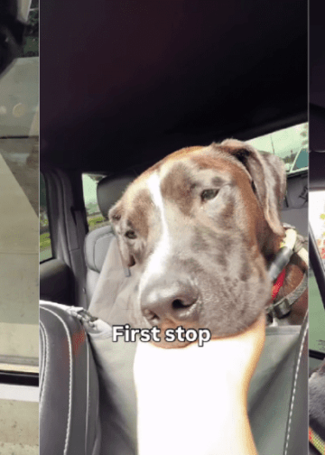 Shelter Dog Is Scared of the Car, but Slowly Starts Enjoying the Ride