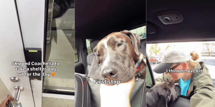 Shelter Dog Is Scared of the Car, but Slowly Starts Enjoying the Ride