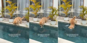 Puppy Dives Into Pool Headfirst for First Time in Life