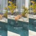 Puppy Dives Into Pool Headfirst for First Time in Life