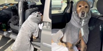 Dog Has Had Enough at the Beach & Returns to the Car To Do This Next
