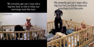 Toddler Shares His New ‘Big Boy’ Bed With Dog