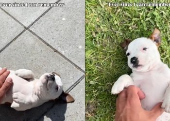 Dog Has One Favorite Lying Position Since Puppy Days