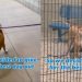 Shelter Dog up for Adoption Has Everybody Falling in Love on Day Out