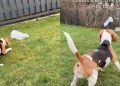 Beagle Feels Scared of Plastic Bag in the Yard
