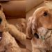 Puppy Rings Bell to Politely Remind Owner of Walk Time