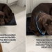 Dog Squeezes Into the Smallest Rug at Home Even Though He’s Too Big to Fit