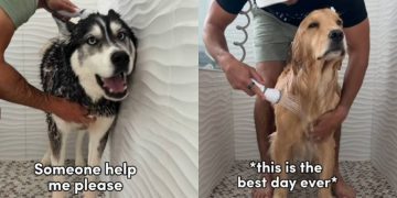 Husky & Golden Retriever’s Bath Times Look Very Different