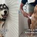 Husky & Golden Retriever’s Bath Times Look Very Different