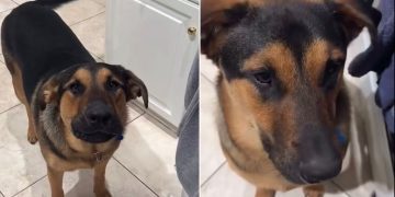 Dog Protests With Barks When Mom Says He Can’t Eat Raw Banana Bread