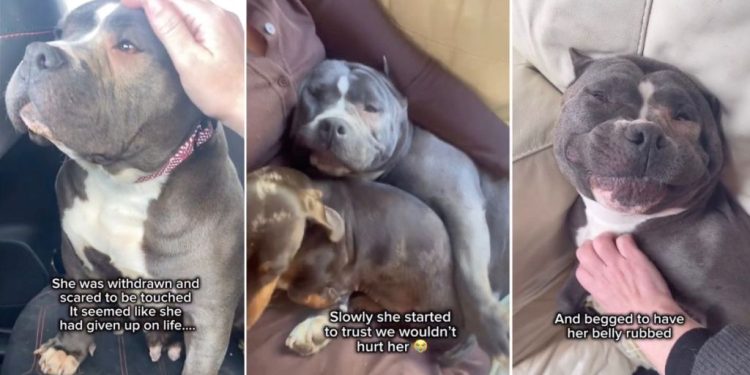 Rescue Dog Once Scared To Be Touched Now Demands Belly Rubs & Cuddles