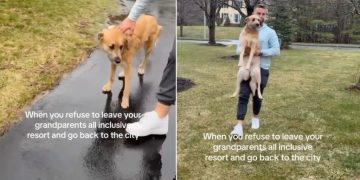 Dog Visits Grandparents’ House & Throws a Tantrum When It’s Time To Leave
