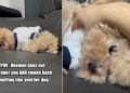 Tiny Dog Stops Being Upset With Owner for ‘Massage’