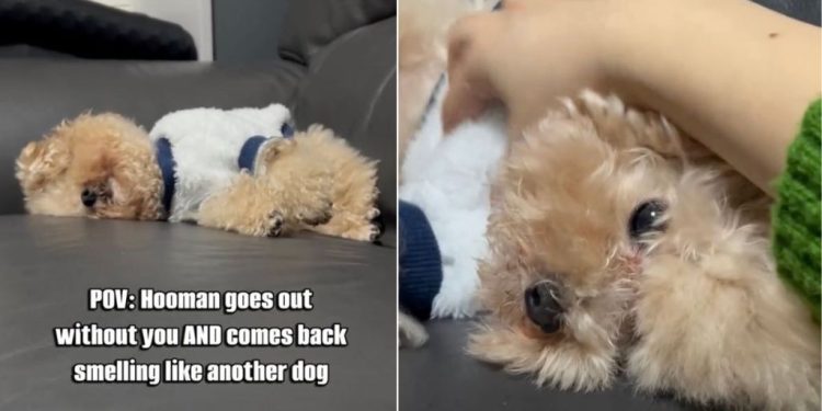 Tiny Dog Stops Being Upset With Owner for ‘Massage’