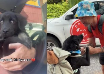 Injured Rescue Puppy Survives, Heals & Begins the Journey of His Life