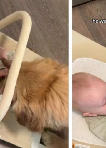 Owner Captures Heartwarming Bonding Moment Between Dog & Baby
