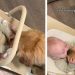 Owner Captures Heartwarming Bonding Moment Between Dog & Baby