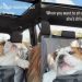 Dog Wants To Sit on Mom’s Lap but Can’t as She’s Driving