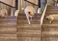 Dog Adorably Takes Multiple Rests While Coming Down Stairs