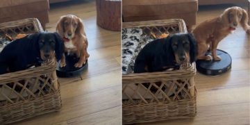 Dog Hilariously Takes Over Vacuum Cleaner at Home