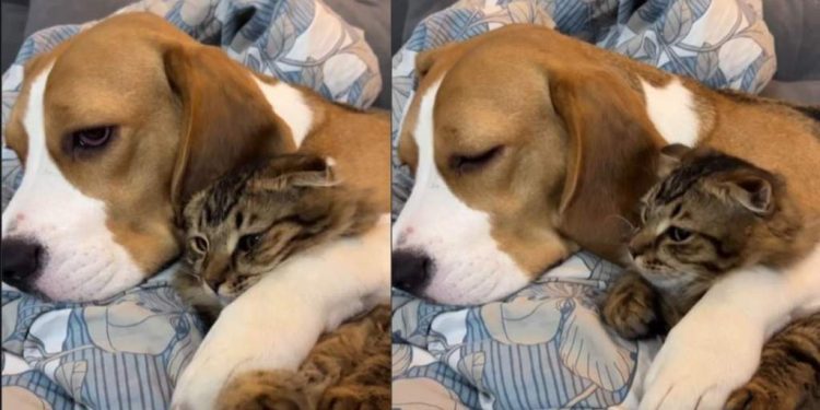 Dog Watches TV While Cuddling With Cat Sibling