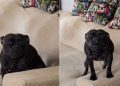 Dog Knocks a Pillow Off the Couch & Then Tries To Distract Mom