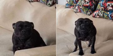 Dog Knocks a Pillow Off the Couch & Then Tries To Distract Mom