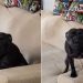 Dog Knocks a Pillow Off the Couch & Then Tries To Distract Mom