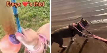 Rescue Dog Caged for Years Finds Forever Home After Owners’ Grand Gesture