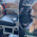 Golden Retriever Is Too Big for One Flight Seat, So He Gets Two