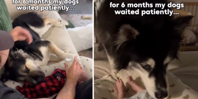 Dogs Wait Patiently for Months for Babies To Grow up & Love Them Back