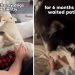 Dogs Wait Patiently for Months for Babies To Grow up & Love Them Back