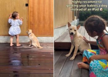 Dog Bonds So Well With Little Girls That Mom Recommends Adopting One