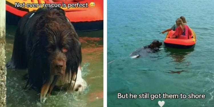 Dog Proves Not All Heroes Wear Capes, Some Have Their Own Flaws