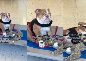 Dog Falling Asleep During Training Class Steals Hearts