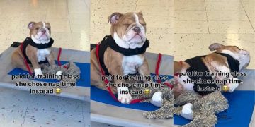 Dog Falling Asleep During Training Class Steals Hearts