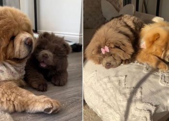 Chow Chow Siblings Love To Stay Close to Each Other