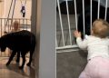 Labrador Gently Greeting Little Girl With Happy Tail Wags Is Pure BFF Energy