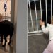 Labrador Gently Greeting Little Girl With Happy Tail Wags Is Pure BFF Energy