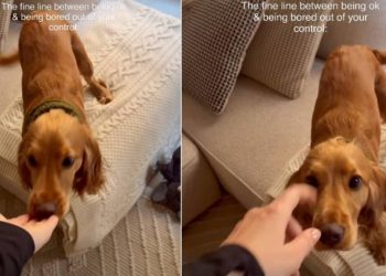 Owner Captures Puppy Being Upset With Her Bed