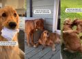 Golden Retriever Has a Unique Way of Getting Along With Everyone