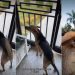 Rescue Dog’s ‘First Encounter With Horse’ Is Unexpectedly Adorable