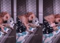 Dog’s Stretch & Tuck Move While Sleeping Is Internet’s New Happy Place