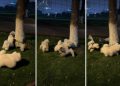 Puppy Goes Round & Round Around Tree With Furry Friends