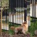 Dog Patiently Waits by Tree for the Bird She Saw That Morning