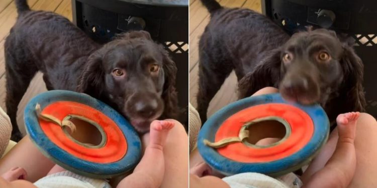 Sweet Dog Tries To Get Baby To Join Him for a Game of Frisbee