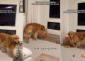 Golden Retriever Helps Pregnant Mom Clean the House, Puts Away His Toys