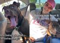 ‘Nervous’ Rescue Dog Isn’t Scared to Be Out in the World After Adoption